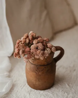 Sedum Carnosa Rosa