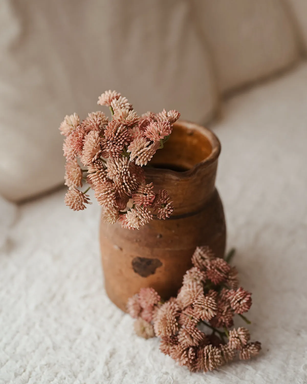 Sedum Carnosa Rosa