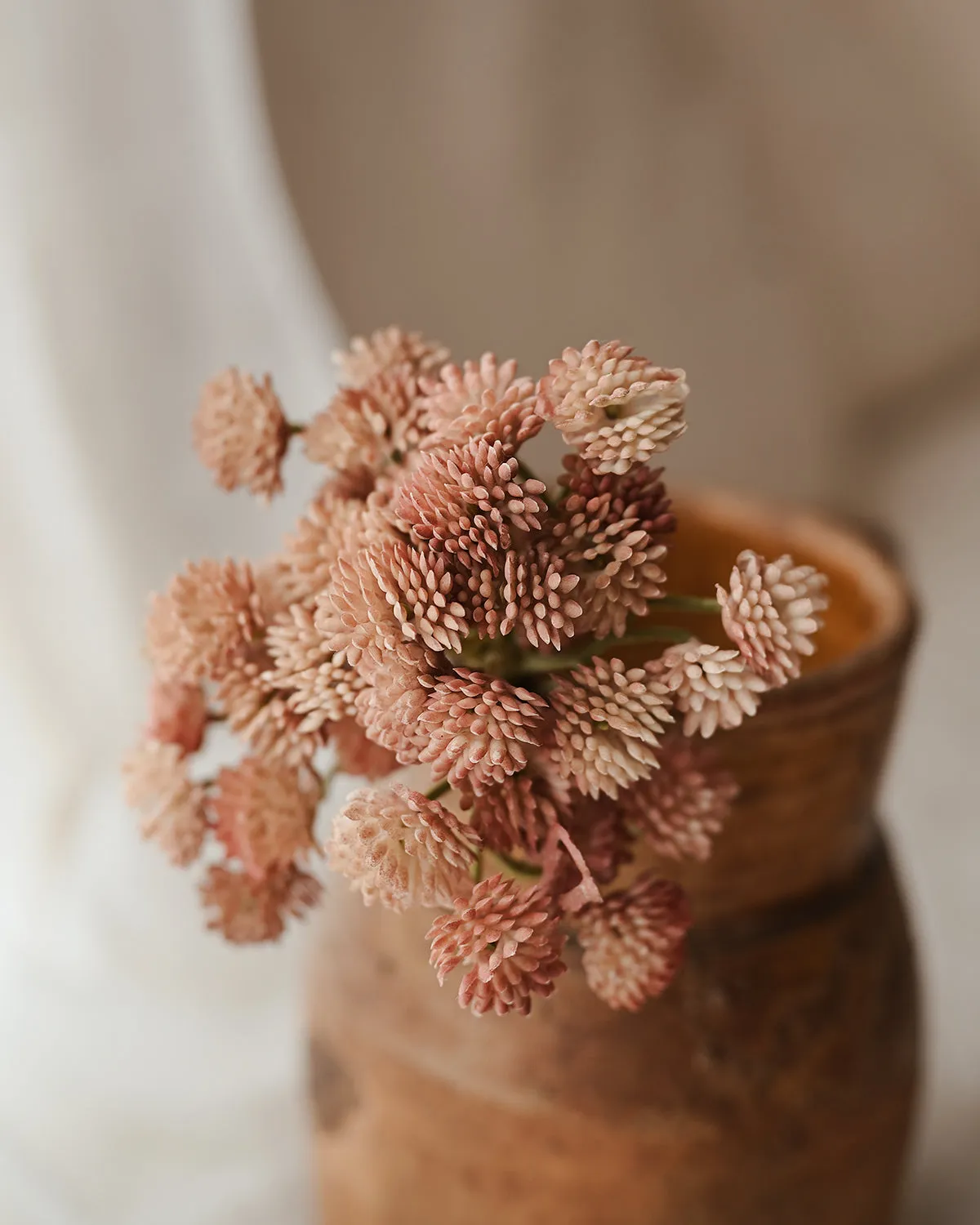 Sedum Carnosa Rosa